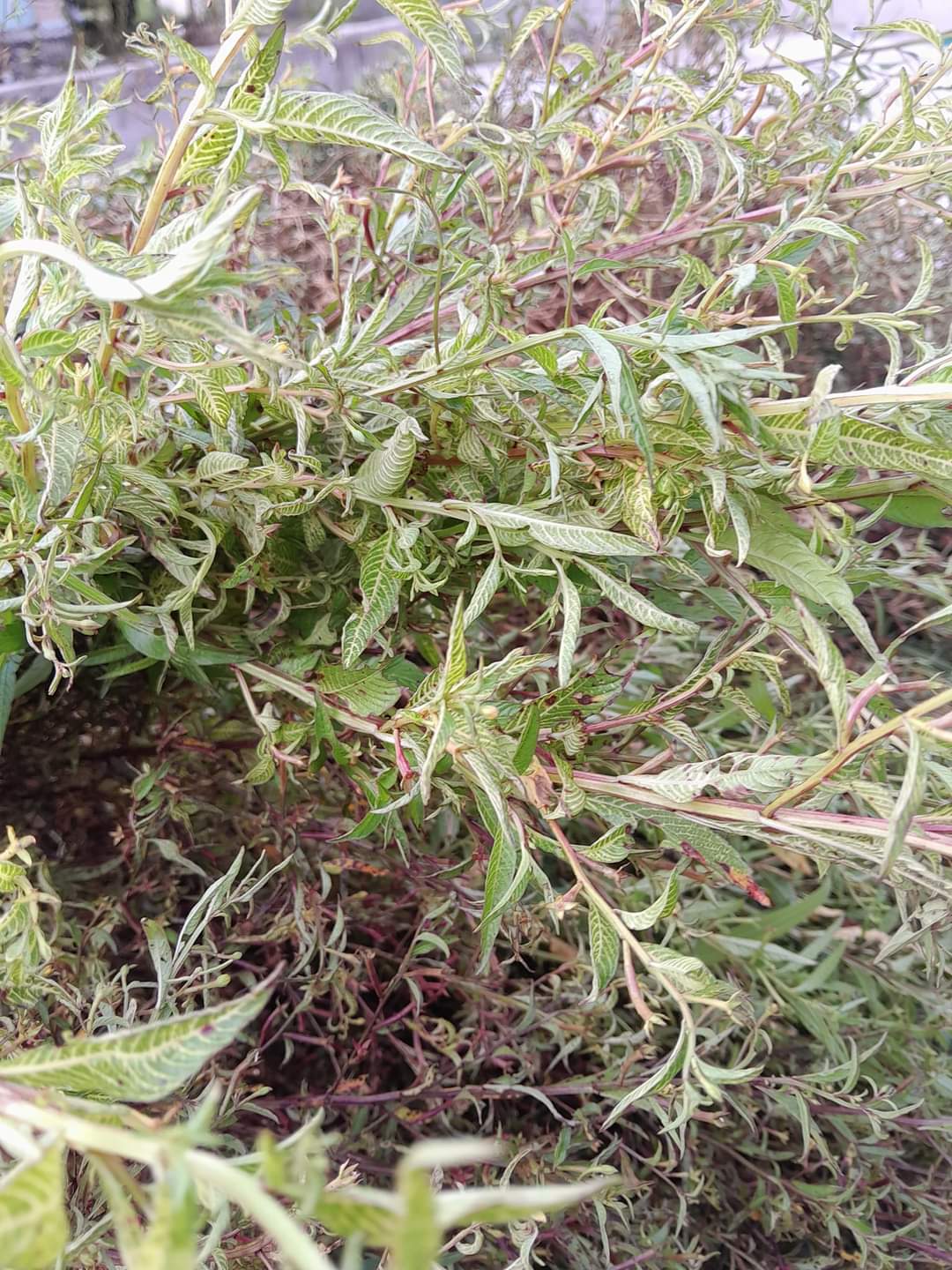 (Dược liệu khô) Cây Rau Mương phơi khô 500g