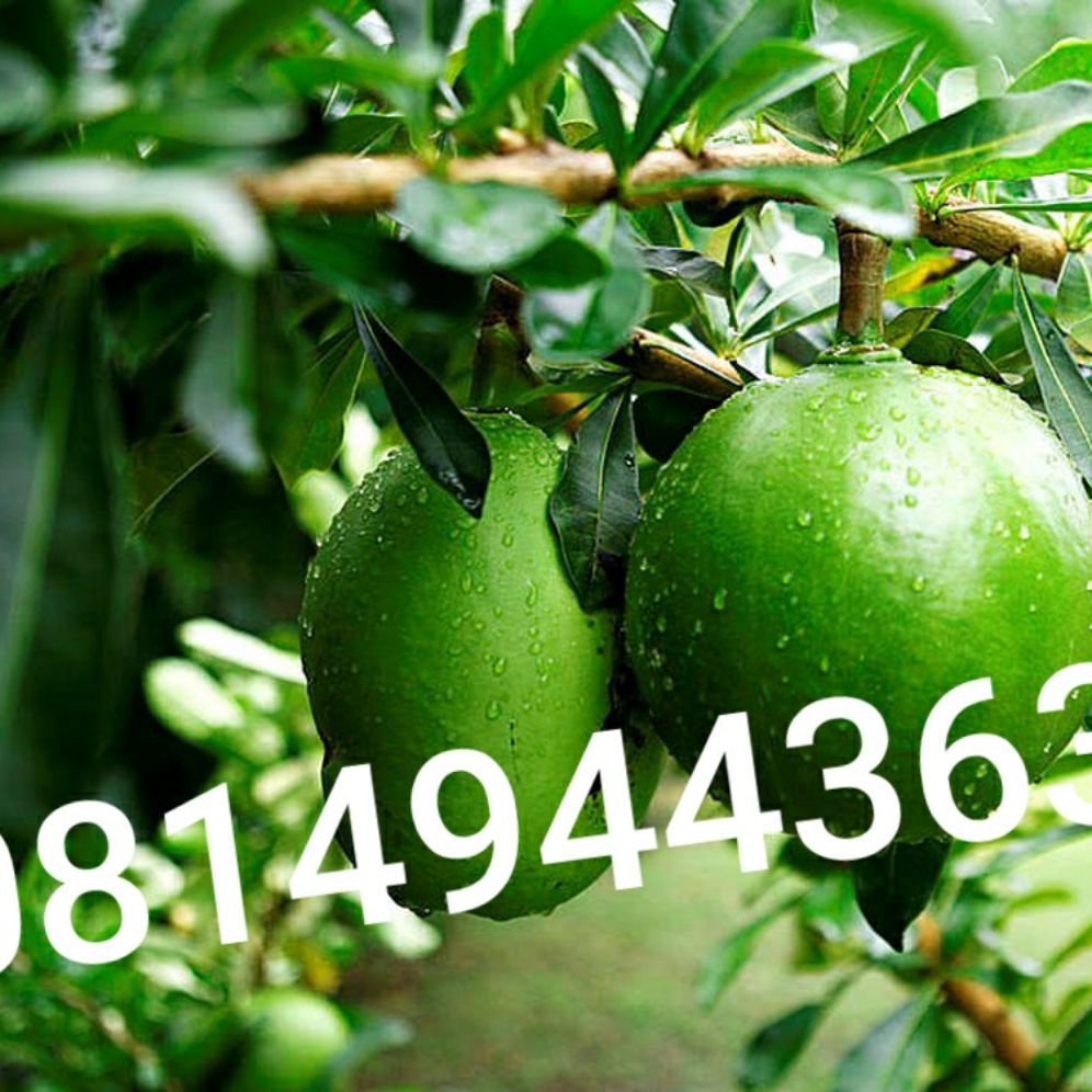 trái đào tiên(trường sinh),2kg