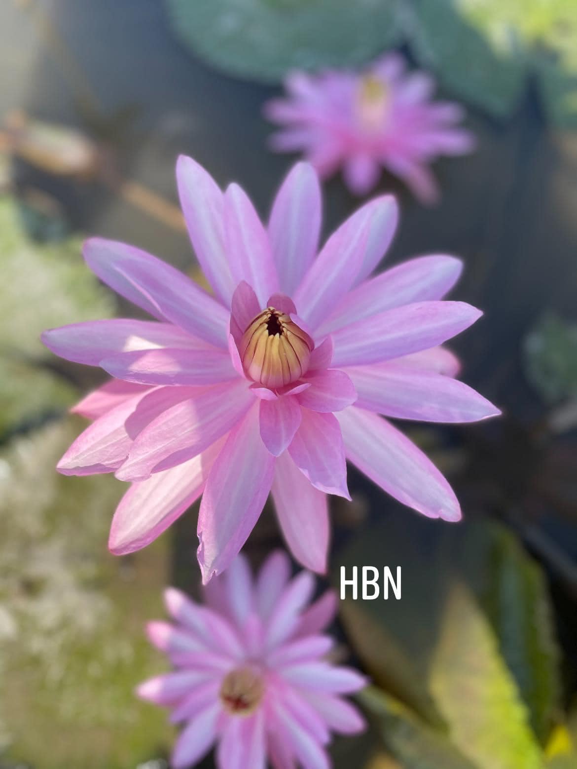 Cây Hoa Súng Màu Hồng Phấn Nhị Đỏ
