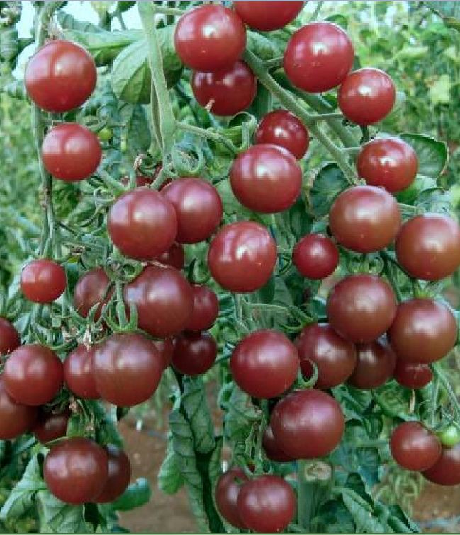 Chocolate Cherry Tomato Seeds - Pack of 30 Seeds