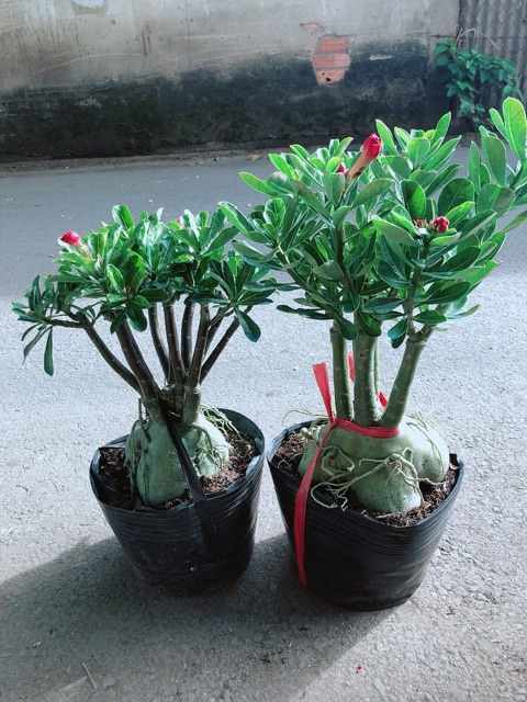 Cây Sứ Thái Hoa Kép Gốc To
