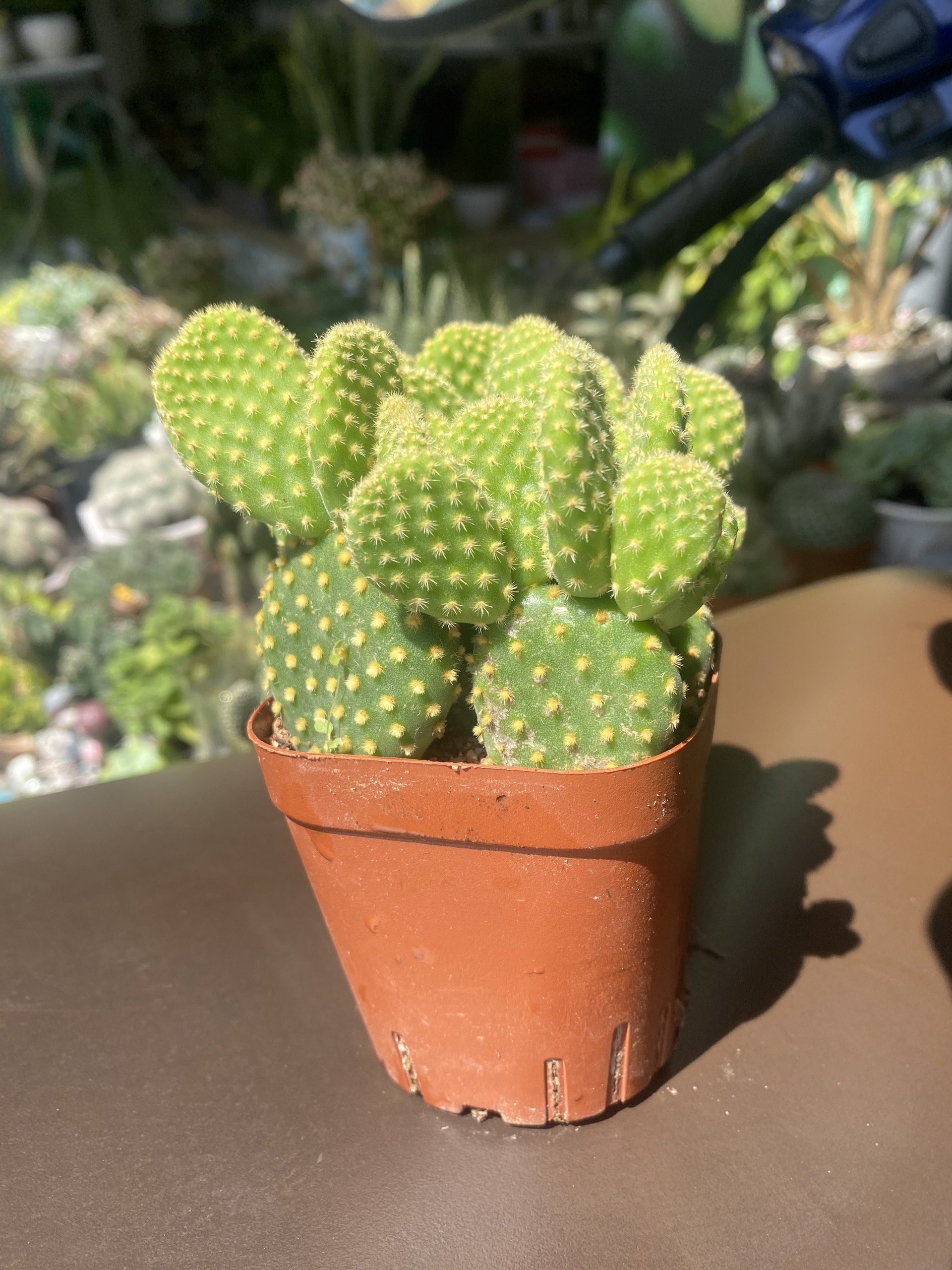 Xương Rồng Tai Thỏ Bụi 8-10cm