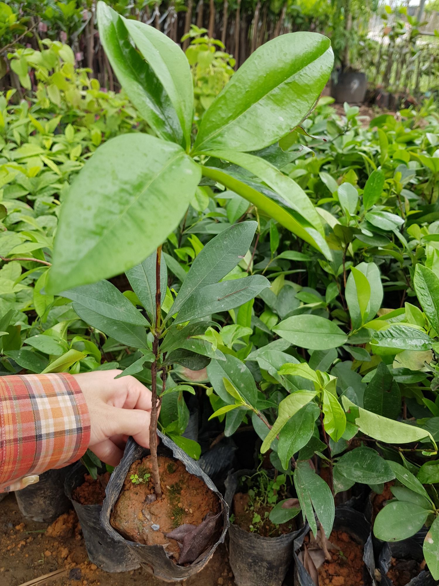 Cây giống Cherry Brazin (chuẩn giống như hình)