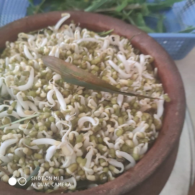 Đậu Xanh Hạt Làm Giá Đỗ Hữu Cơ Ogarnic 500g