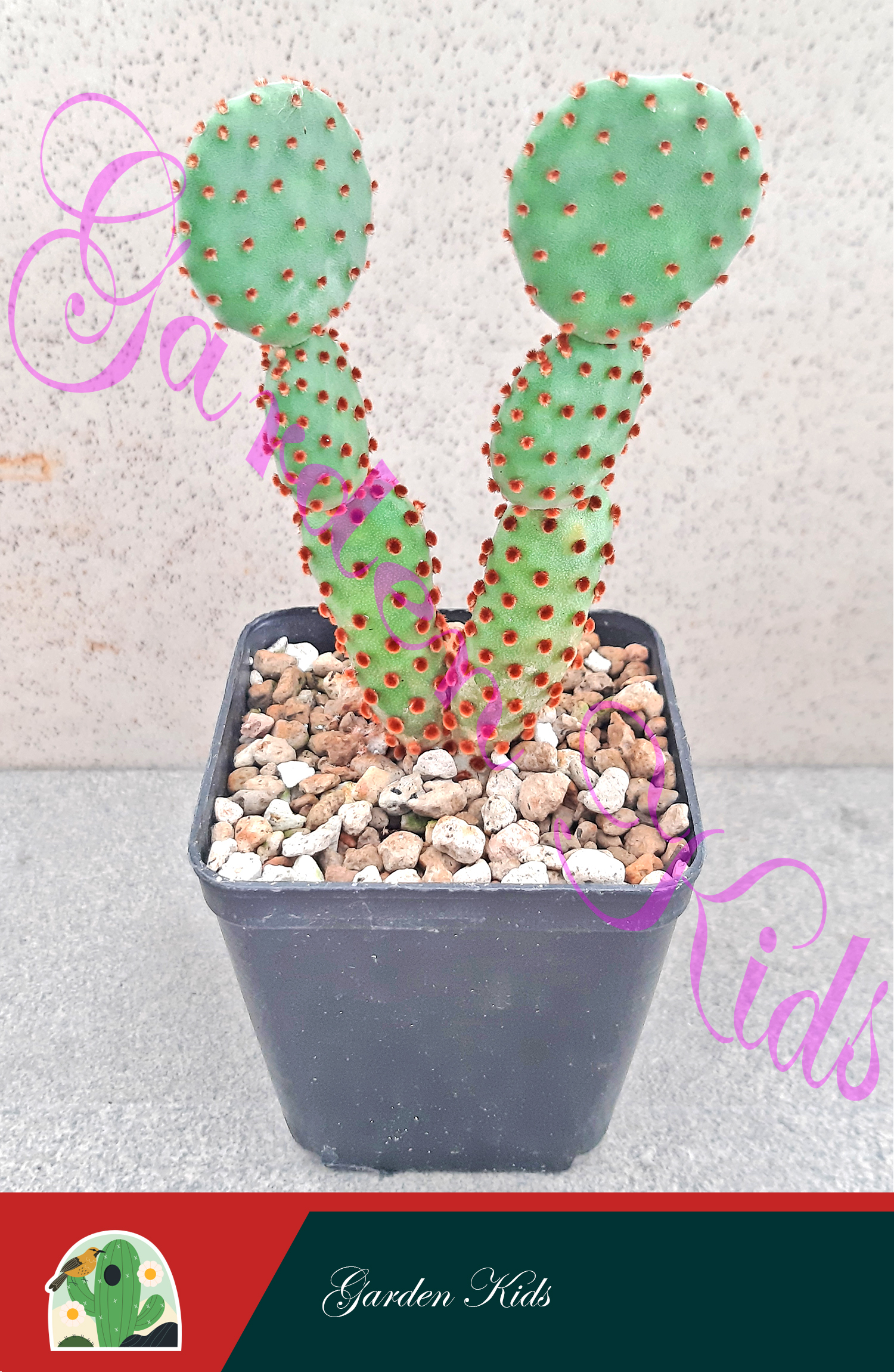 Xương rồng tai thỏ (Opuntia Aciculata)