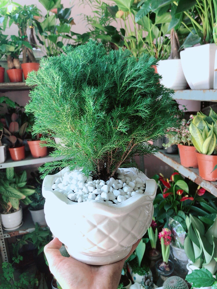 [HCM]Chậu Cây Tùng Bồng Lai