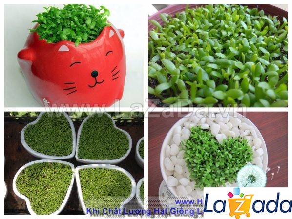 400h Hạt Giống Cỏ May Mắn (TLA0| B30-KD: B30*V45*M170)