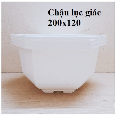 Bộ 10 chậu nhựa lục giác trắng 200x120 - chậu bonsai trồng cây