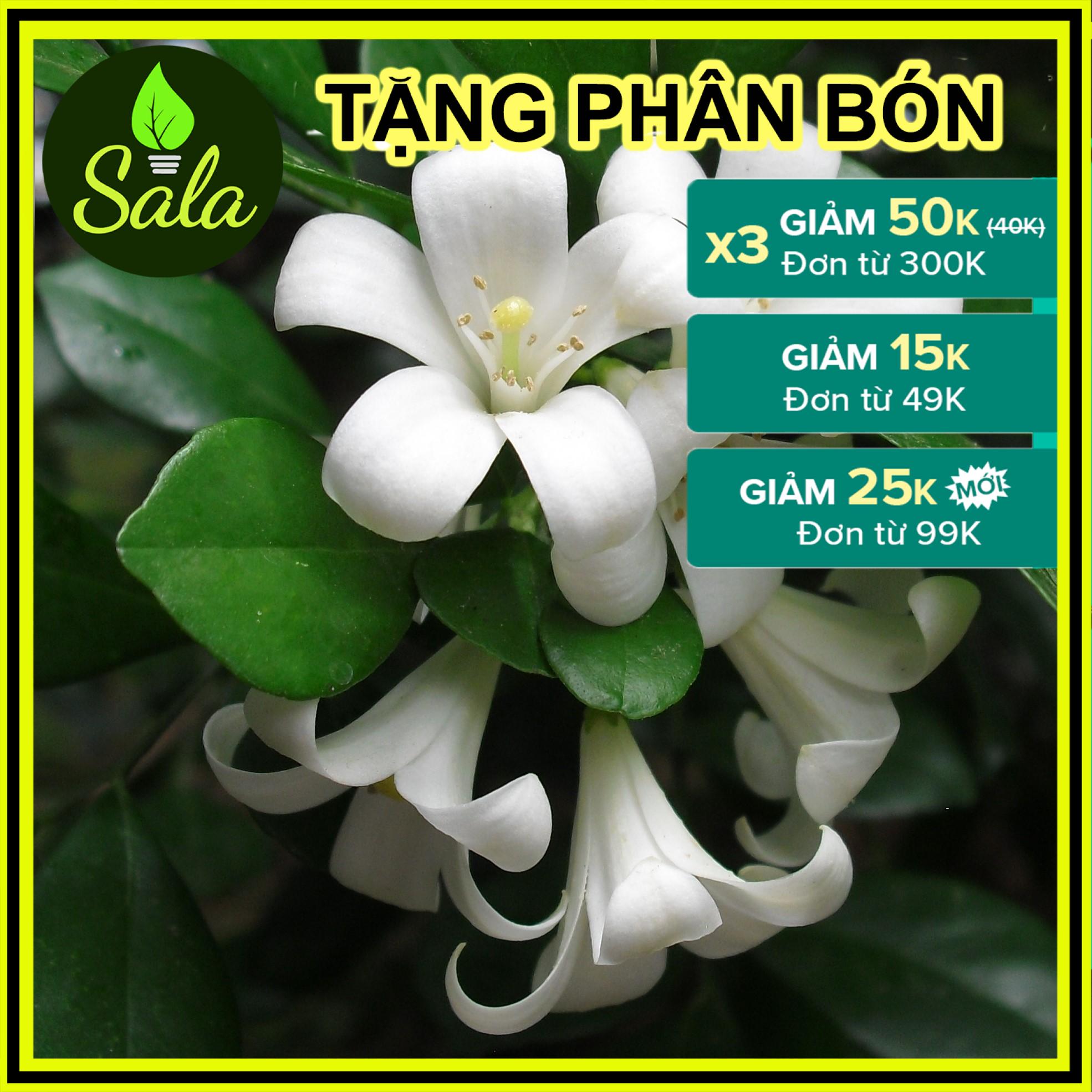 CÂY NGUYỆT QUẾ  HOA THƠM 4 MÙA