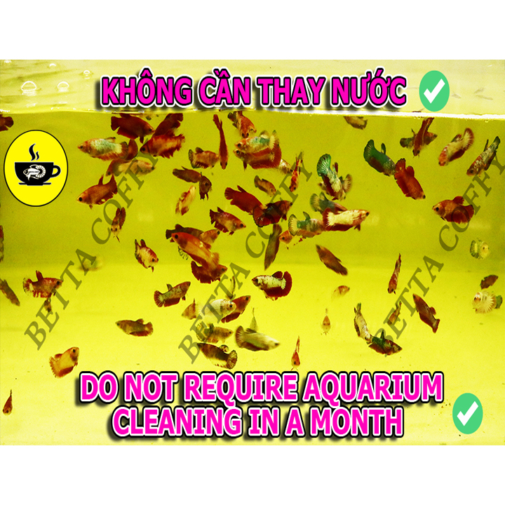 Bio-Nock - Nuôi Cá Cực Khoẻ - Cá Thật Vui Vẻ