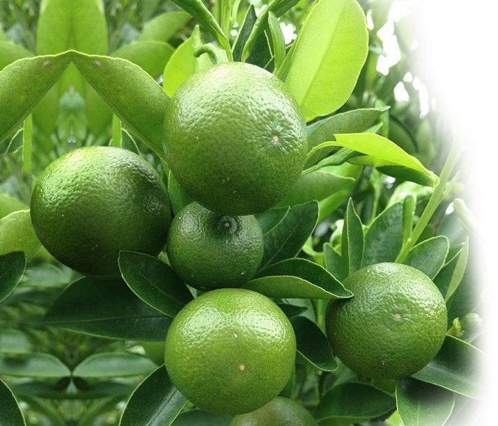 Lá Chanh Khô Ông Chà Và 40gr