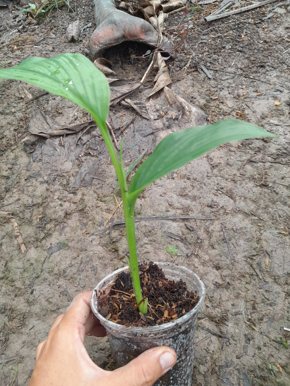 Cây Ngãi Chống Độc giống (ngãi trắng, nghệ trắng)