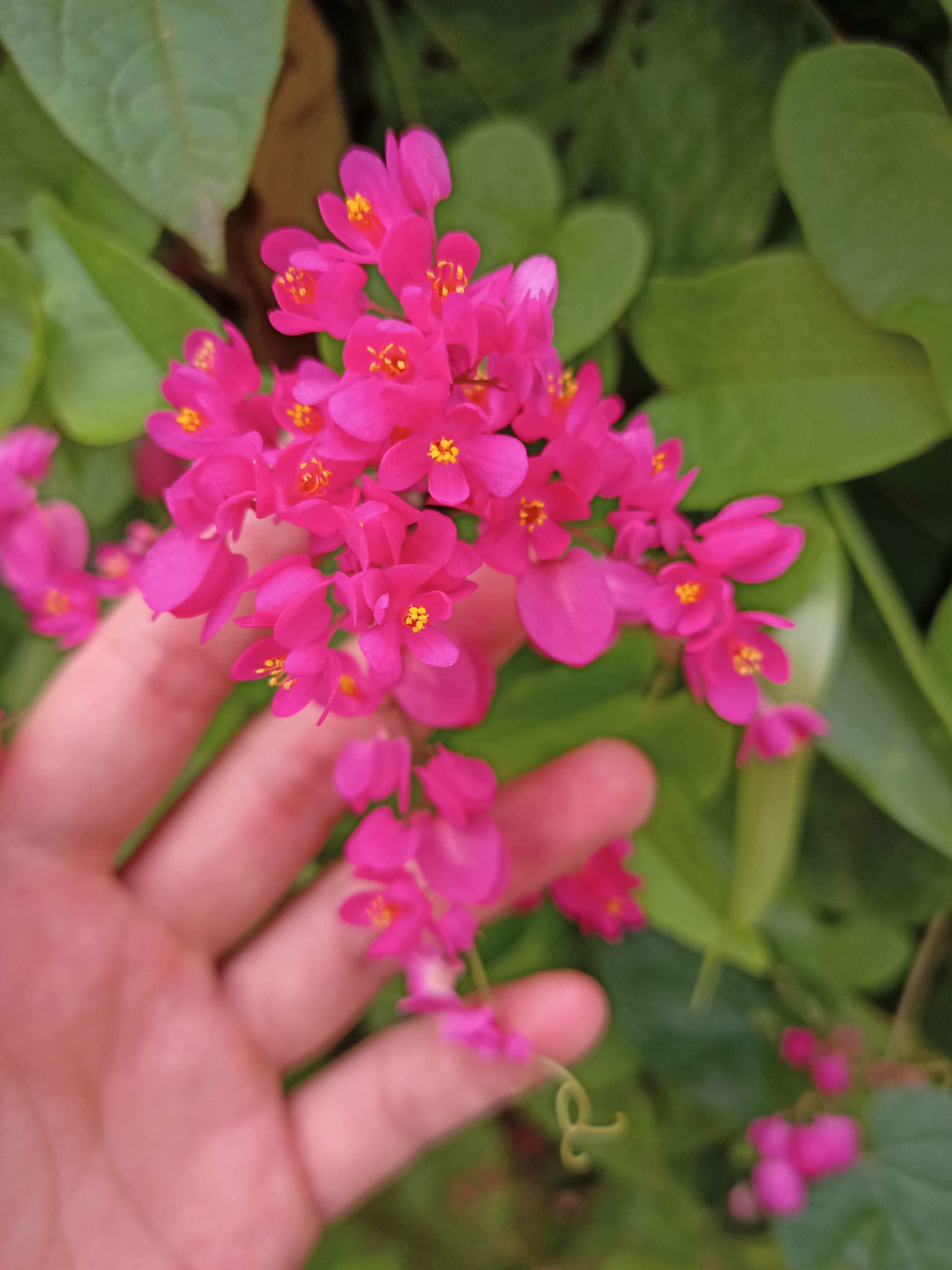 Chậu cây giống dây leo hoa tigon