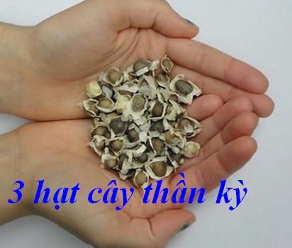 3 hat cay than ky