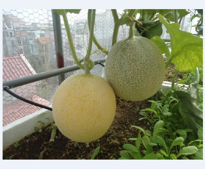 Hạt giống Dưa lưới vàng siêu ngọt - ( Gói 10 hạt Tặng gói kích thích hạt nảy mầm )