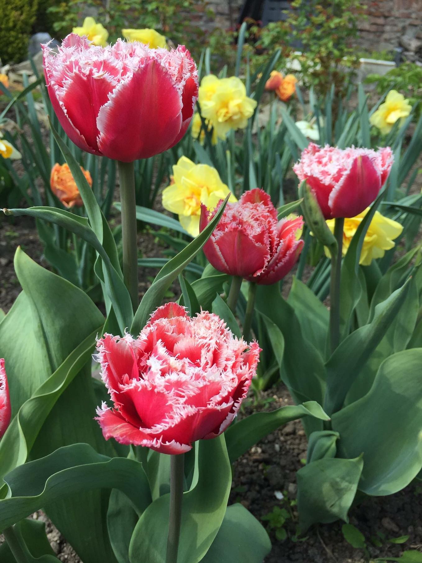 Combo 5 củ giống hoa tulip mix màu