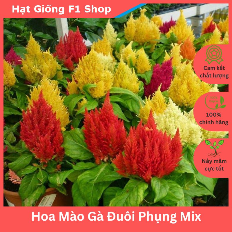 Hạt Giống Hoa Mào Gà Đuôi Phụng Mix Rực Rỡ (017.F1)