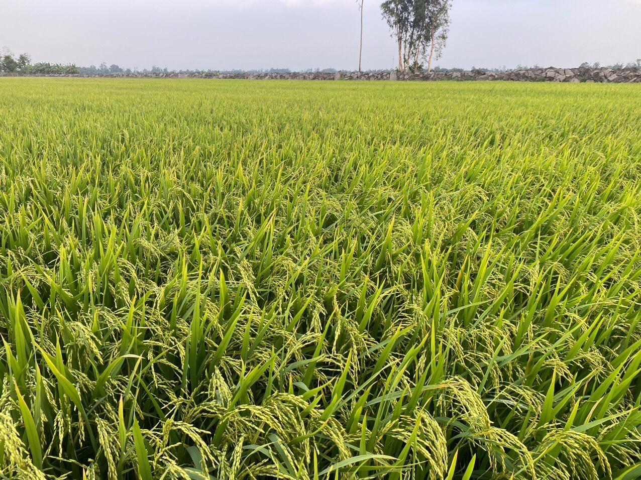FULLCIDE 50SC Thuốc đạo ôn cổ bông đạo ôn lá