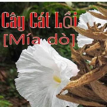 Cây cát lồi khô (mía dò)