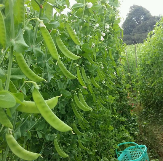 20gram Hạt Giống Đậu Hà Lan Thu Trái (chuyên lấy trái)
