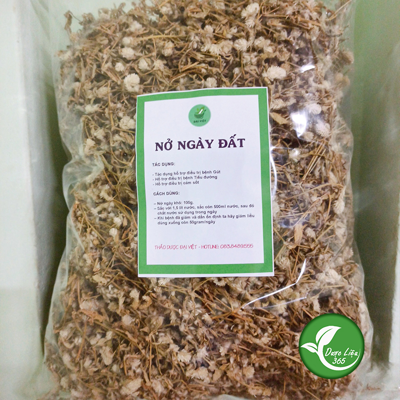 Cây Nở Ngày Đất khô Cực tốt cho người bị gút và tiểu đường