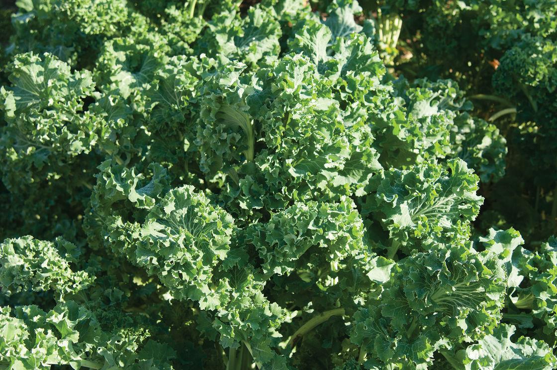 Bộ 5goi 400h hạt giống cải xoăn kale lùn siberia