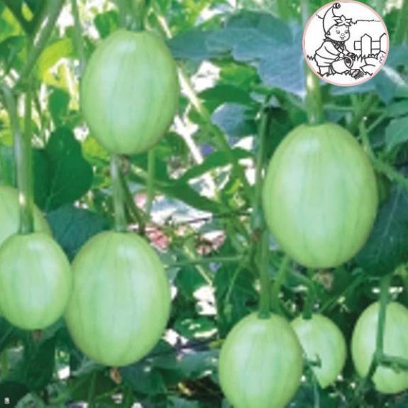 HẠT DƯA HẤU NỤ, DƯA CANH - GÓI 5 GRAM
