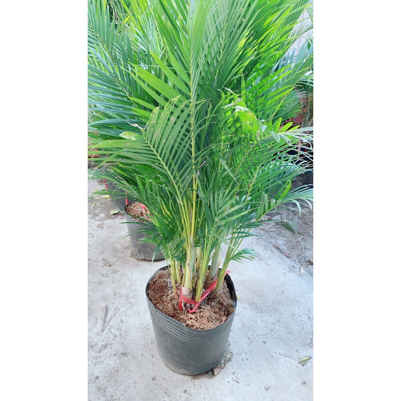 Bụi Cau Thái 80cm