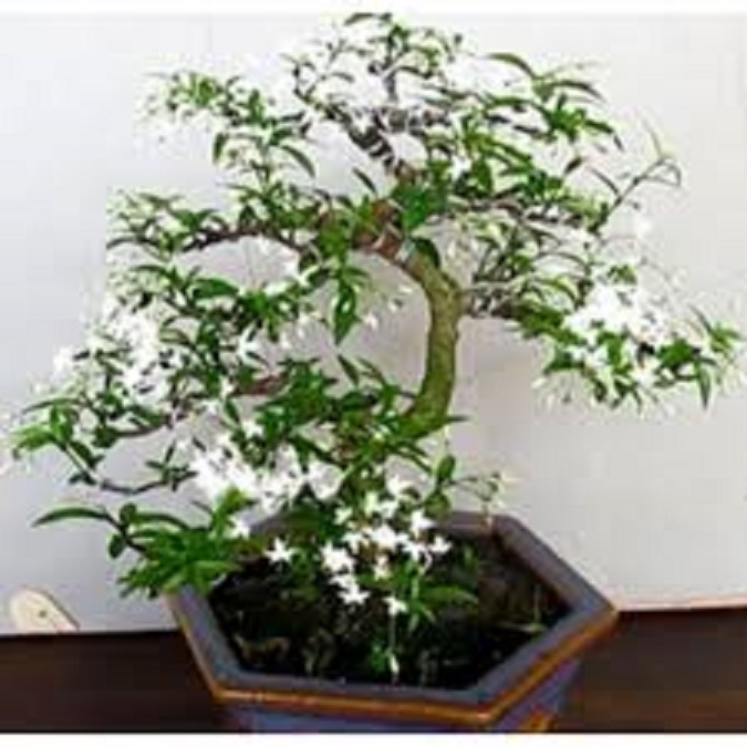 CHẬU CÂY MAI CHIẾU THỦY (MAI TRẤN THỦY, MAI TRÚC THỦY ) VƯỢNG PHONG THỦY