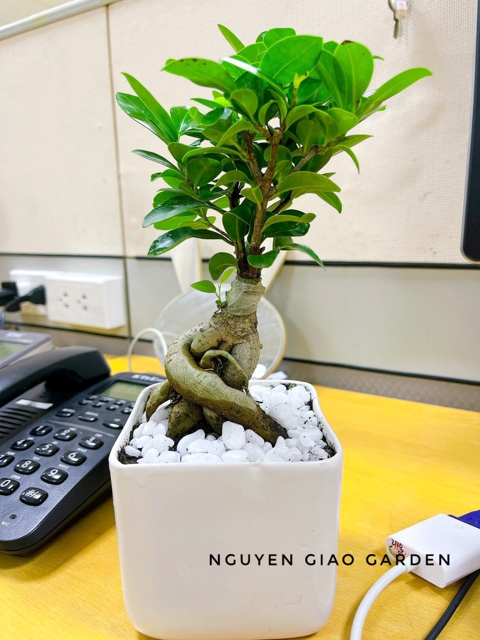 Cây si nhật bonsai chậu sứ trang trí nội thất
