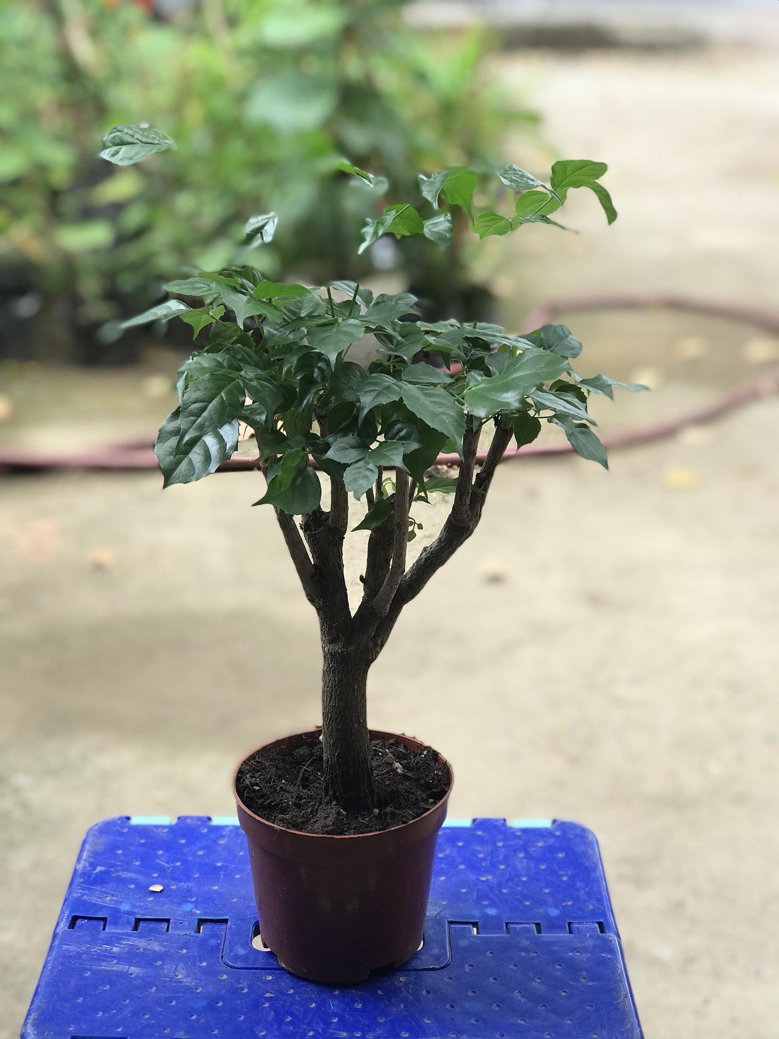 cây hạnh phúc thân gỗ