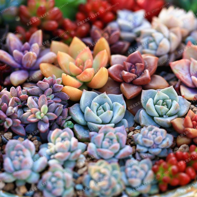 Mixed color lotus stone seeds