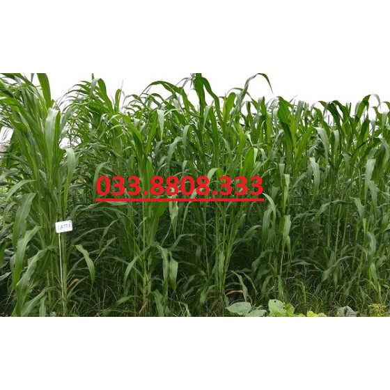 Hạt giống cỏ Sudan lai - Cỏ Cao Lương - Hạt Giống Cỏ Chăn Nuôi Trâu-bò-dê-cừu-cá