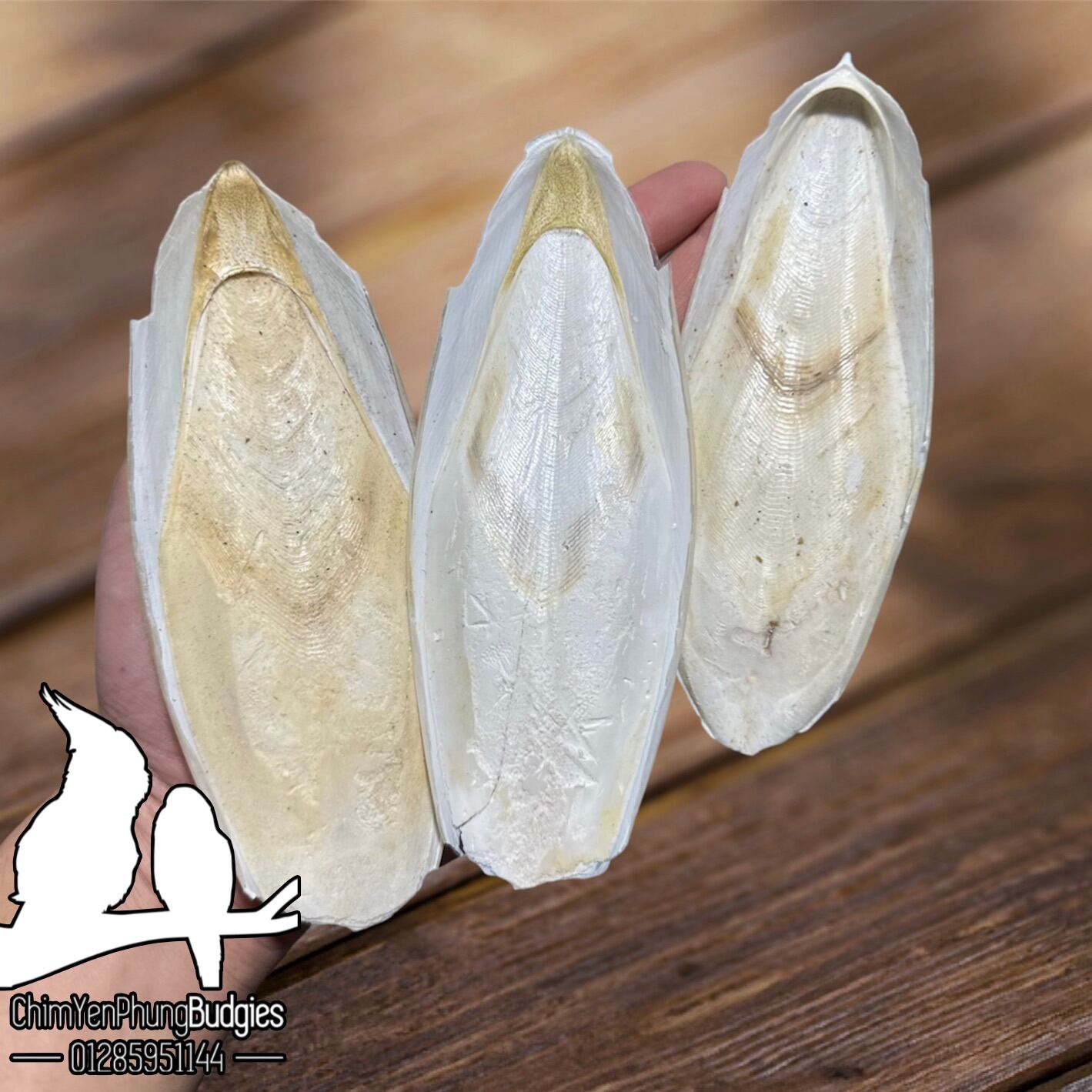 Combo 3 miếng nan mực/mai mực size mini bổ sung canxi vẹt, sóc, rùa...