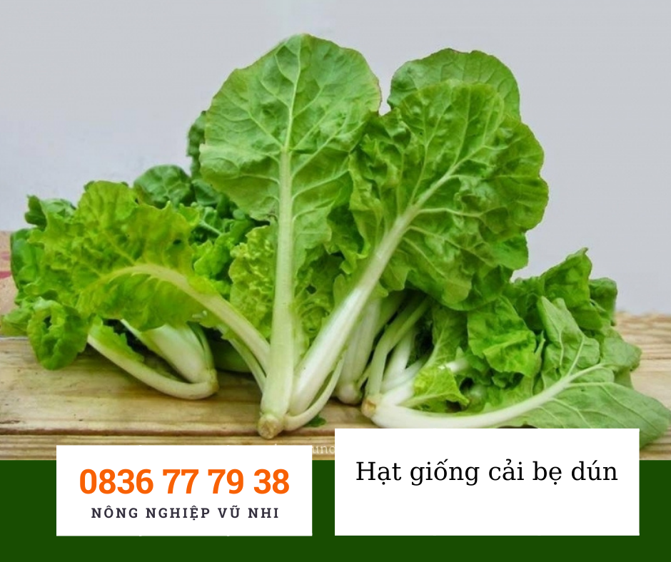Hạt giống cải bẹ dún 10 gr ( 2500 hạt)