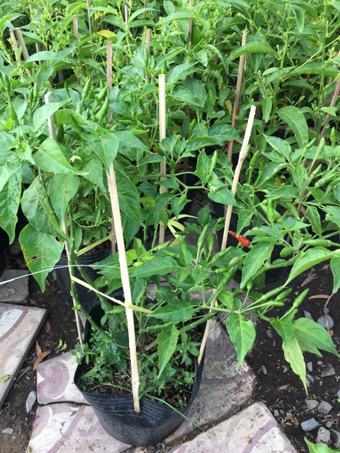 Cây ớt hiểm trái nhỏ siêu trái