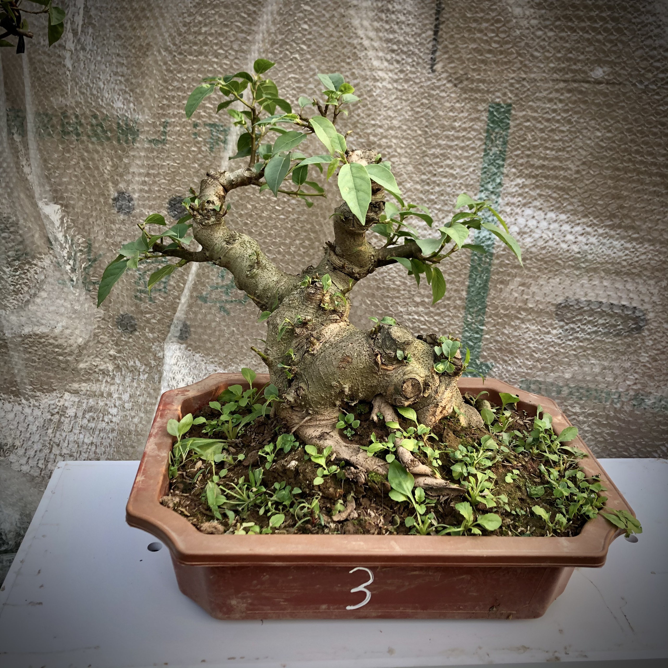 Cây sung bonsai (1-8) ảnh thật đã đánh số tùy chọn