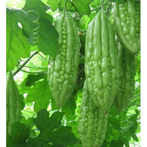 hạt giống Mướp đắng ( Khổ qua) lai F1