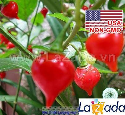 1Gr 170 Hạt Hạt Giống Ớt Kiểng Lùn Biquinho Đỏ (| C2)