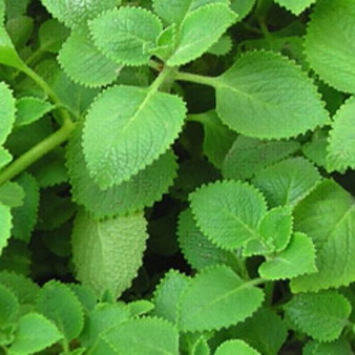 Hạt giống lá húng chanh (Tần dày lá - 100 hạt)
