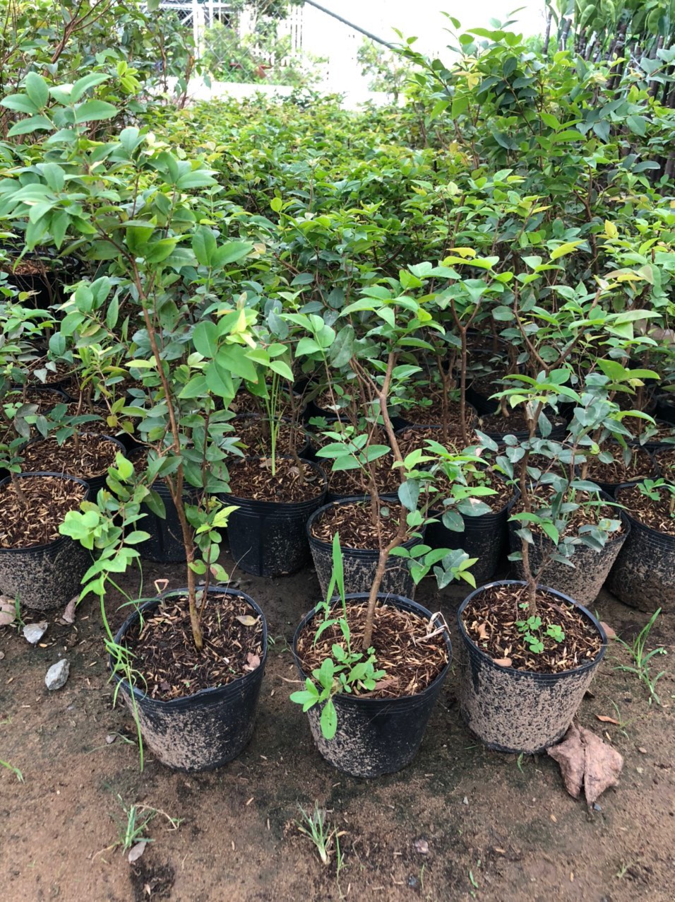 Cây giống nho thân gỗ tứ quý siêu trái