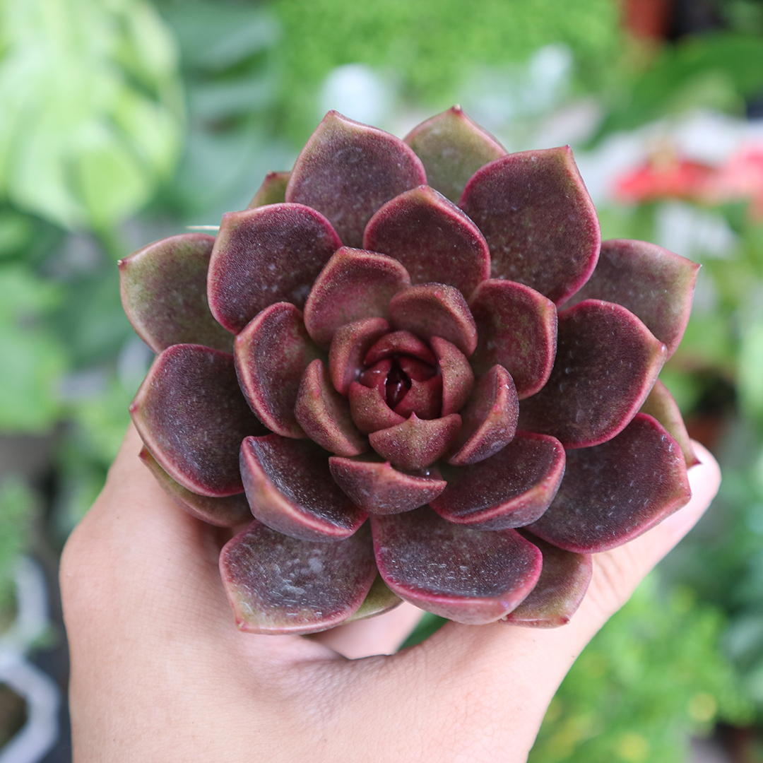 Sen đá Black Queen, nữ hoàng đen siêu đẹp, sang chảnh