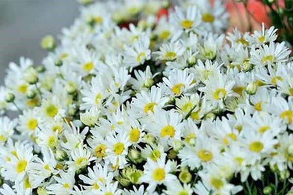 50 cây giống cúc hoạ mi
