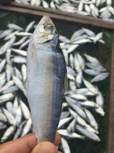 Khô Cá Trích - Khô Cá Nhâm Tươi Mới- Nướng Thơm Lừng.