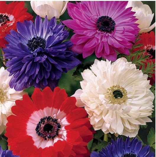 Củ Hoa Anemone hoa màu trắng-Thu mẫu đơn -1 củ