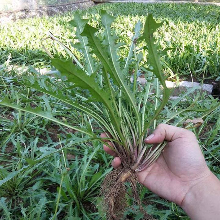 cây bồ công anh khô 1kg