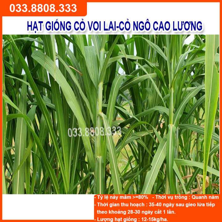 Hạt Giống Cỏ Voi Lai 1kg - Cỏ Chăn Nuôi Năng Suất Cao Không Lông