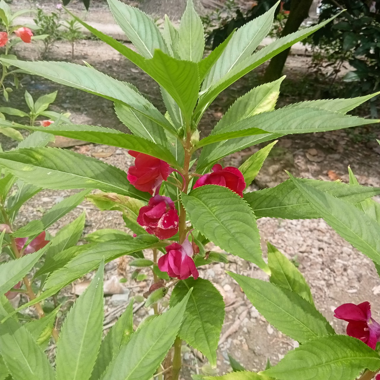 50 Hạt Giống Hoa Móng Tay (Mix Màu)