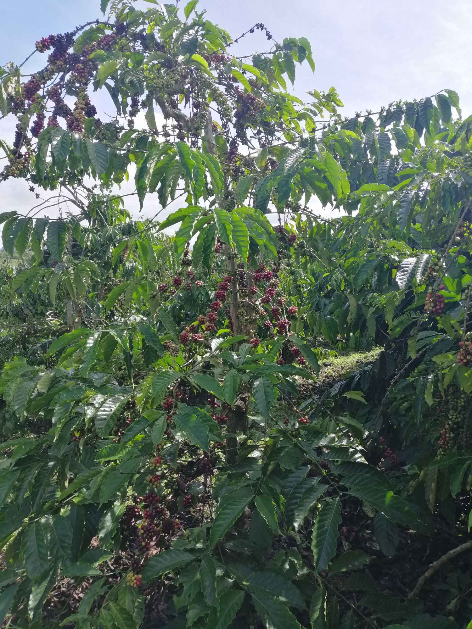 1 ký cà phê rang say nguyên chất Nhà làm