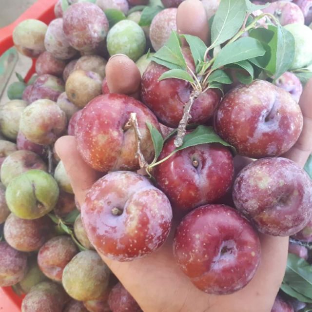 CÂY GIỐNG MẬN HẬU-MẬN TAM HOA SIÊU NGON SIÊU QUẢ- CAM KÊT GIỐNG CHUẨN F1